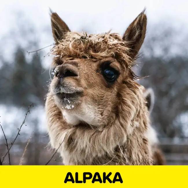 Próbáld meg felismerni az állatokat pusztán az orrukról készült fotók alapján
