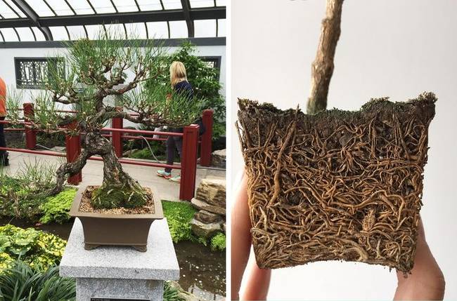 Mindenki tudja, hogy néz ki egy bonsai fa, de hányan láttuk már egy ilyen miniatűr fa gyökerét?