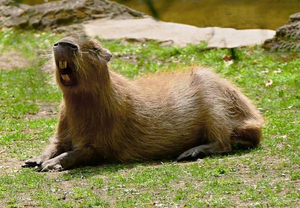 Tudod, hogy hívják ezt a rágcsálót?