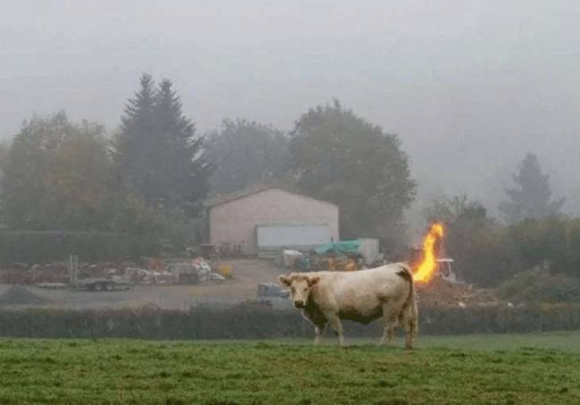 Ez a tehén biztos egy másik bolygóról származik.