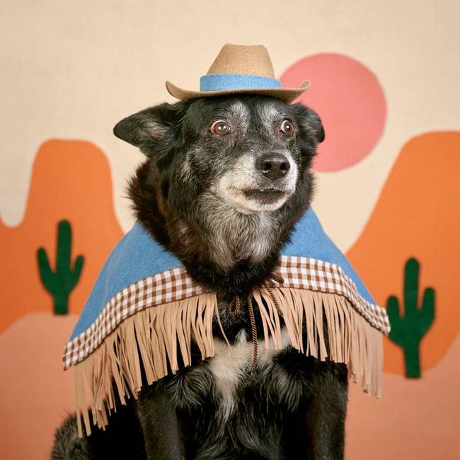 „Gazdi ... izéé, őő. Meddig kell még cowboyt játszanom?"