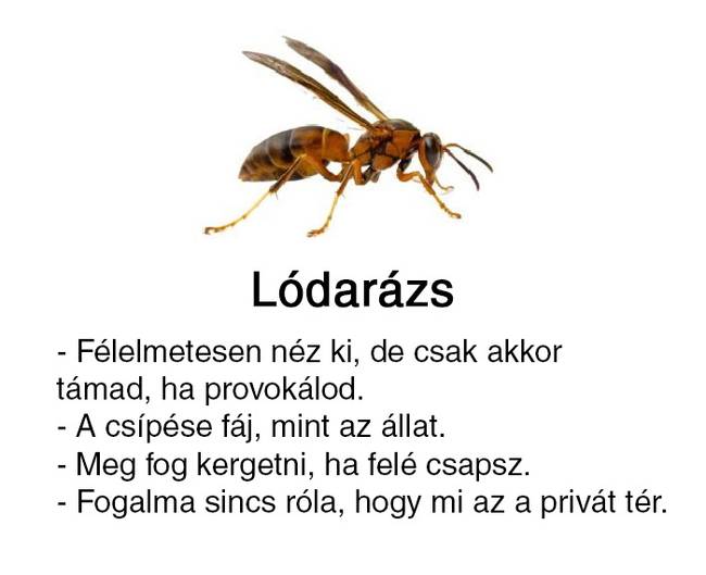 Valaki útmutatót készített a 'sárga csíkos izékhez', és ezt alighanem neked is látnod kell
