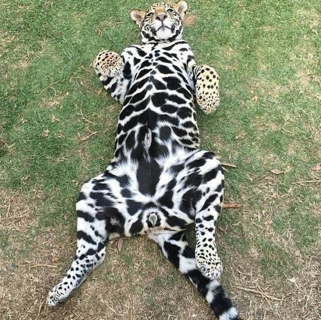 A jaguárok gyomrán lévő foltok nagyon különböznek a hátukon lévőktől.