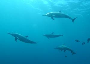 Delfin
