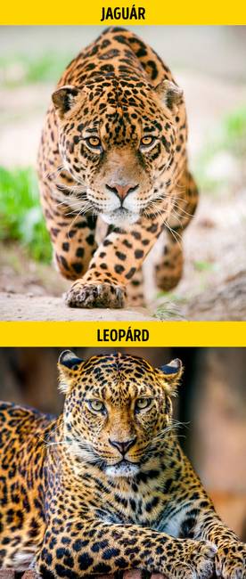 Jaguár vagy leopárd?