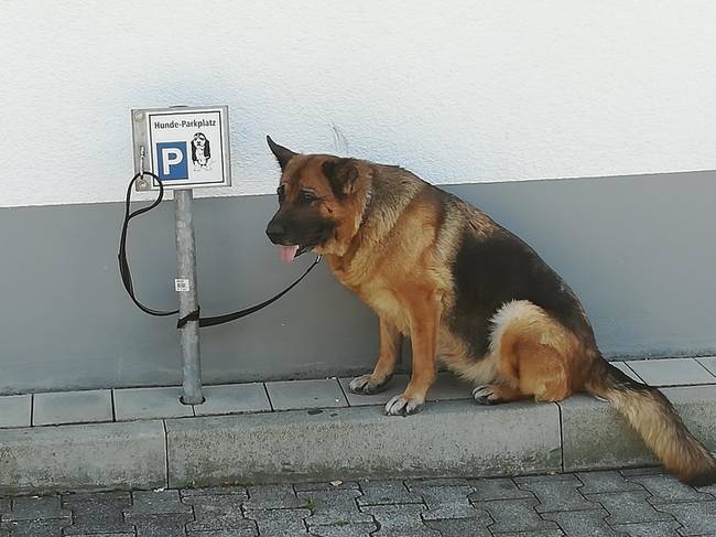 Kutyaparkoló egy áruház bejárata mellett.
