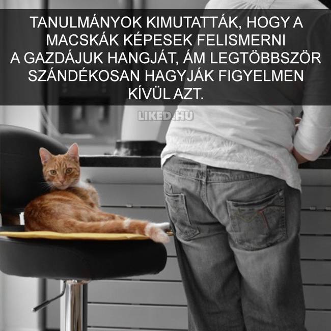 15 meghökkentő tény a macskákról, amit valószínűleg Te sem tudtál korábban