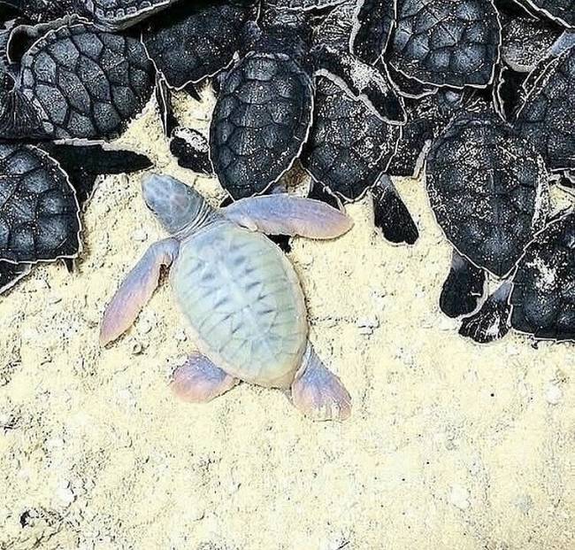 A teknősök között is vannak albínók.