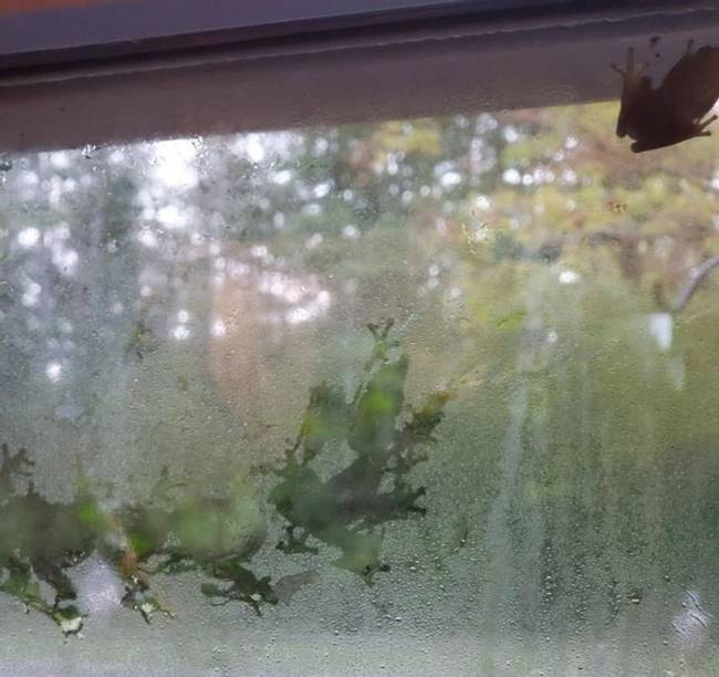 "Ma reggel békanyomokat találtam az ablakomon."