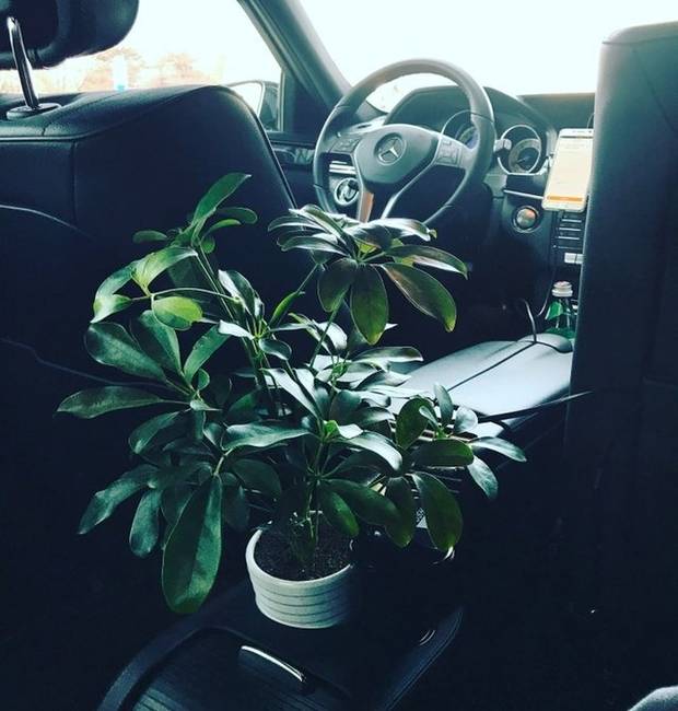 Ebben a kínai taxiban van egy virág, ami - ha csak kicsit is, de - segít tisztábbá tenni a levegőt.