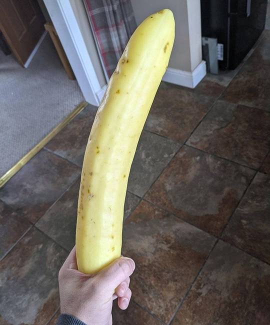 „A nagymamámnál óriási, sárga uborka termett."