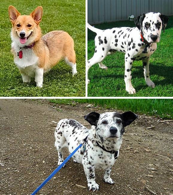 Corgi + dalmata