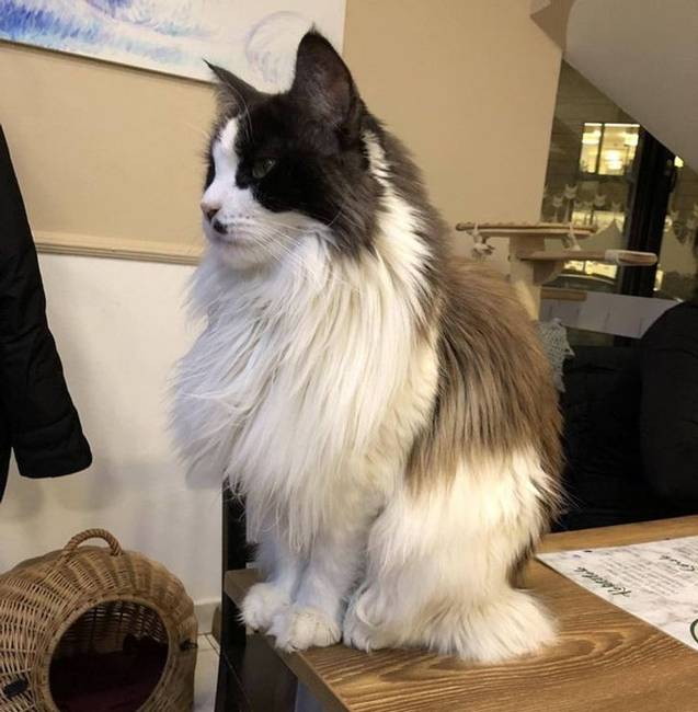 ac25365d93a5fef573347a5bd0