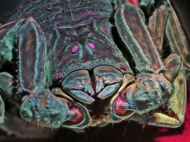 Skorpióról készült makró fotó, UV fényben.