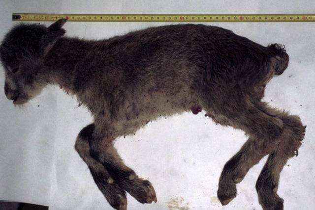 2003-ban a tudósok képesek voltak klónozni egy kihalt állatfajt, a Pyrenean ibex-et. A kecske a születése után hét perccel elpusztult, így ez az egyetlen olyan faj a világtörténelem során, ami kétszer is kihalt.