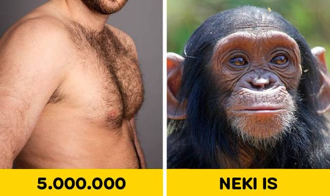 Emberi test szőrtüsző