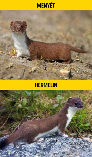 Menyét vagy hermelin?