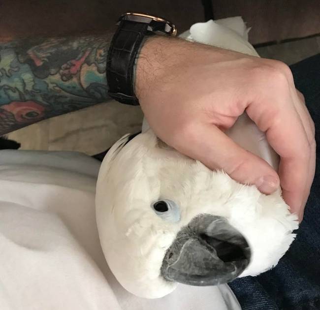„Ő itt Annie, a kakadu. És a legjobb barátom."