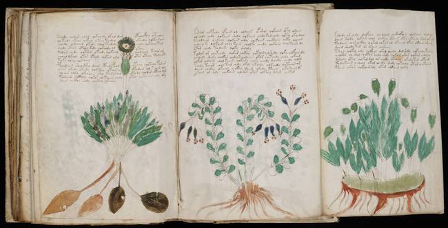 A történelem legrejtélyesebb könyve: a Voynich-kézirat