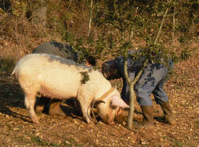 Szarvasgomba ára 002