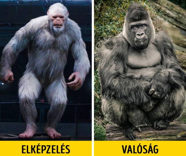 Mitikus szőrös ember - gorilla
