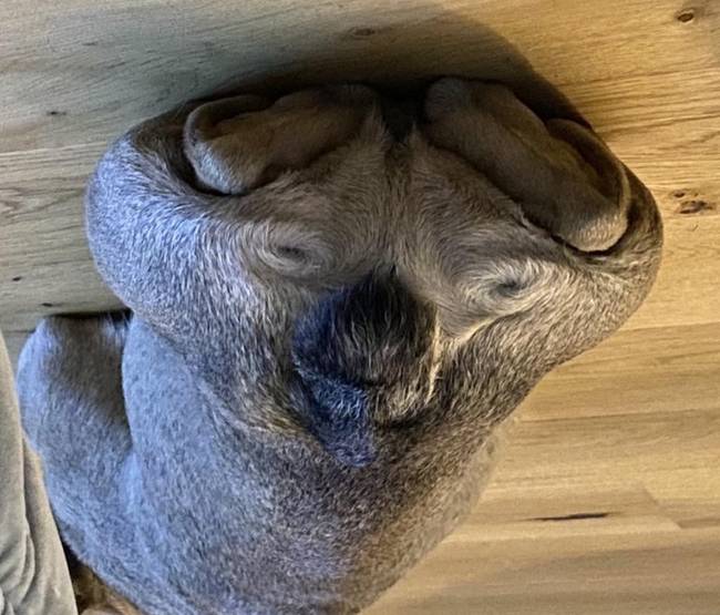 „Ha megfordítod a francia bulldogomról készült képet, úgy néz ki, mint egy koala."
