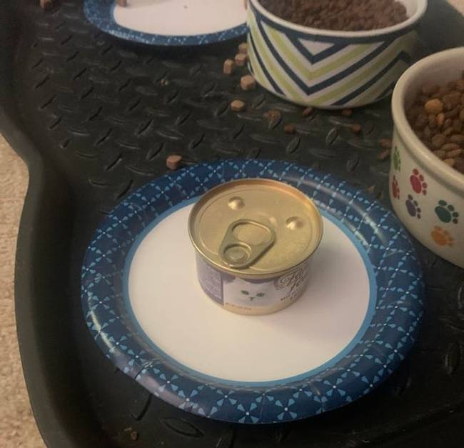 „A fiam biztosított róla, hogy adott enni a macskának."