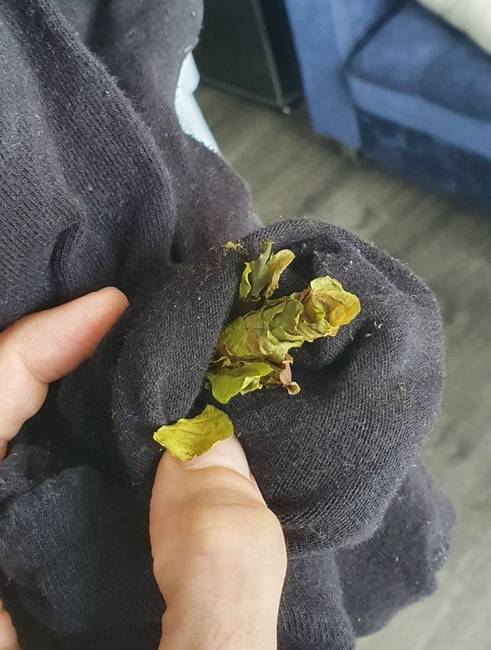 „Hétvégére a teraszon hagytam a ruháimat, és utána ezt találtam a zoknimban. Valószínűleg egy hernyó vagy poloska hordhatta bele ezeket a leveleket.''