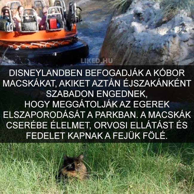 15 meghökkentő tény a macskákról, amit valószínűleg Te sem tudtál korábban