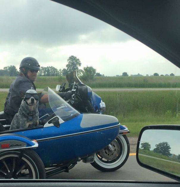 Bármit is teszel az életben, sosem lehetsz annyira menő, mint ez a kutyájával motorozó fickó.