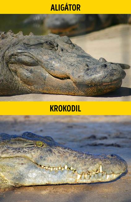 Aligátor vagy krokodil?