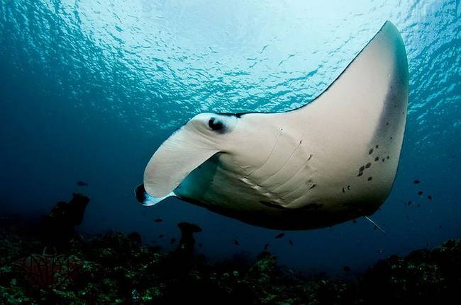 Manta rája