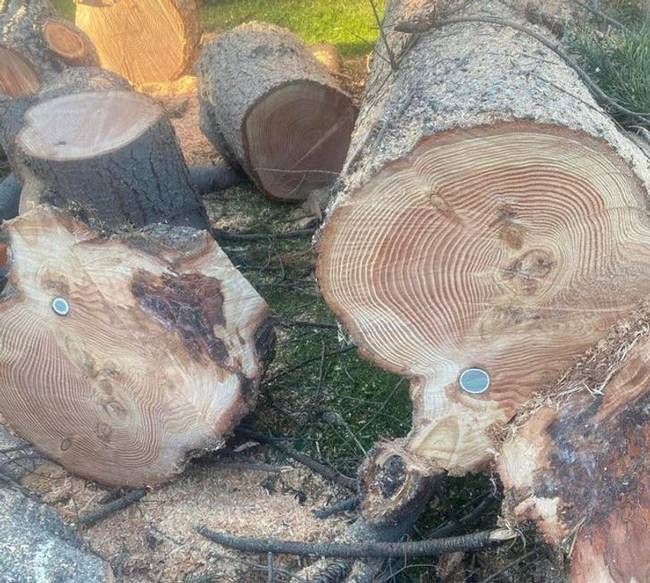 „Kivágtam egy fát a golfpályán, és találtam benne egy golflabdát."
