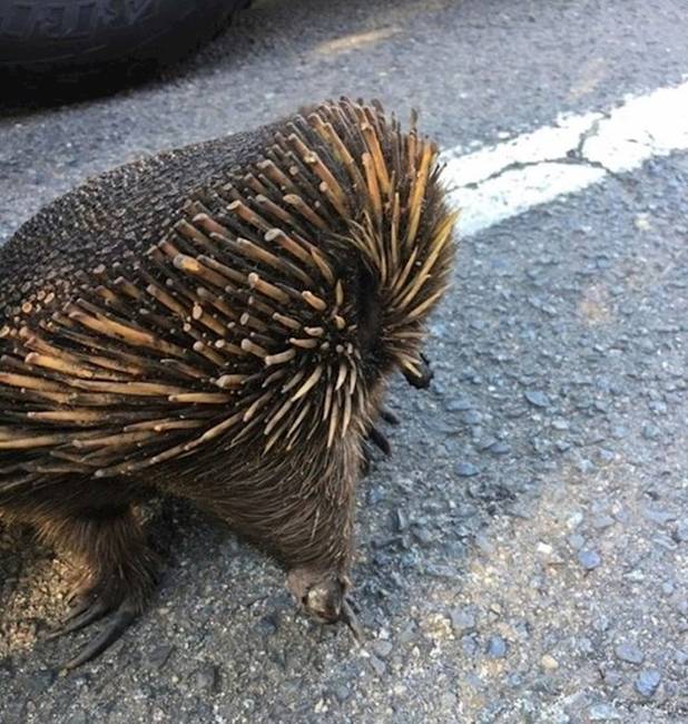 Az ausztráliai hangyászsünfélék nem zavartatják magukat túlzottan az erdőtüzek miatt. Egyszerűen beássák magukat a földbe és alszanak. Ennek a hangyászsünfélének is ezért égett meg a tüskéi felső része, de amúgy teljesen egészséges.