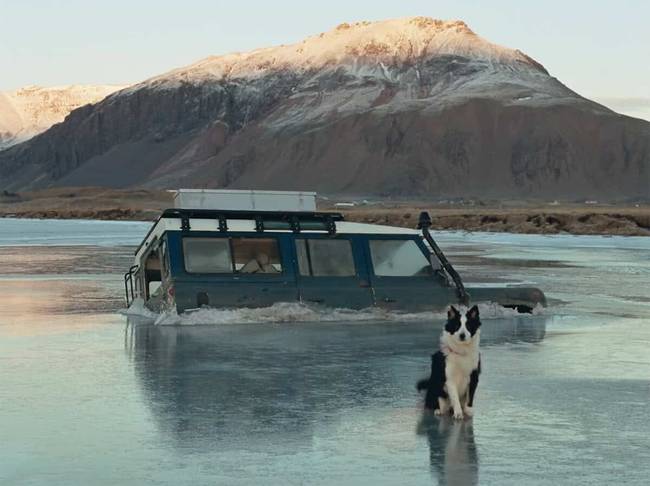 A kutyák saját Oscar-díja: a Palm Dog-díj nyertesei az elmúlt tíz évből