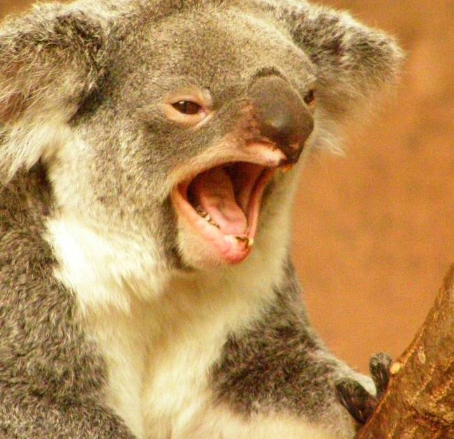 Húsevő koalák