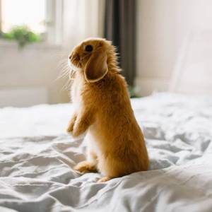 Nyúl