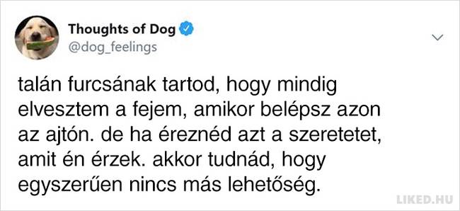 20 vicces kutyagondolat, amivel minden gazdi könnyedén képes lesz azonosulni