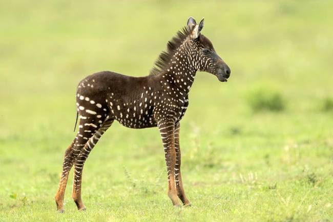 Egy zebraborjú, ami csíkok helyett foltokkal született.