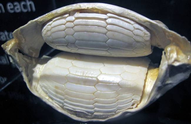 tehenorru raja