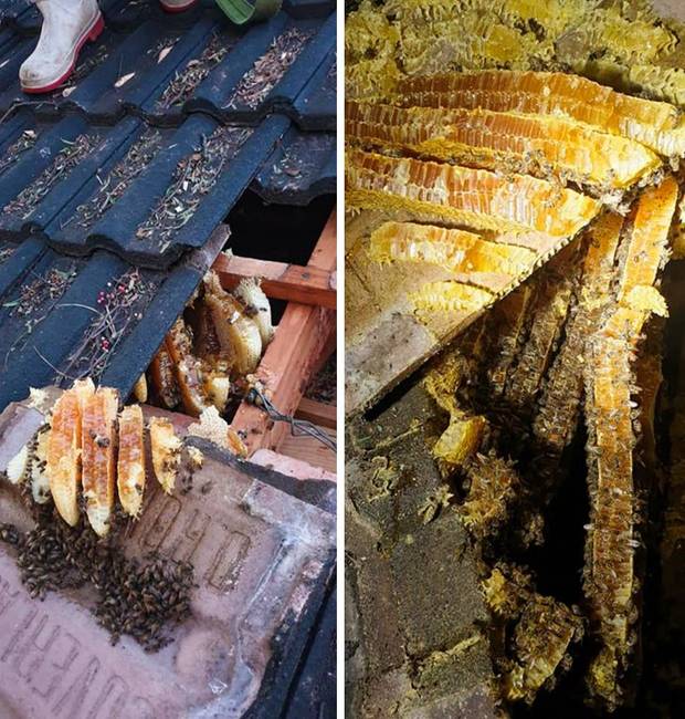 „Az unokatestvérem házának teteje alatt 15 kg mézet találtunk."
