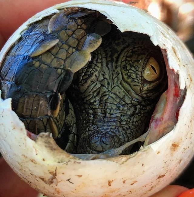 A tojás falát éppen áttörő nílusi krokodil - avagy a nagy pillanat.