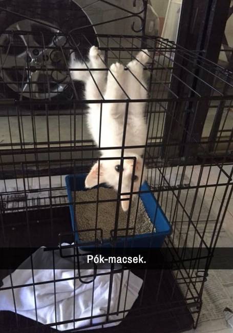 21 macskás Snapchat-üzenet, amit nem lehet kibírni nevetés nélkül