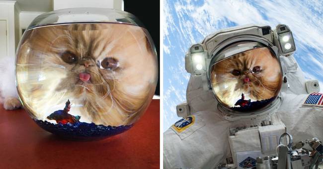 Houston, nyam-nyam!