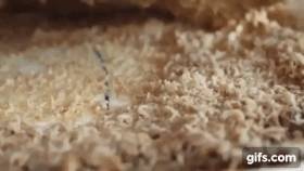 Casu marzu sajt, ami nem is néz ki olyan rosszul mindaddig.