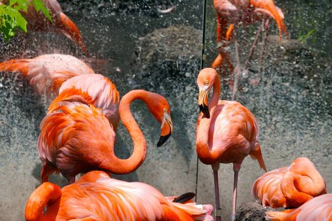 Kiderült, hogy az állatkertekben a flamingók és más, hasonló madarak ketrecébe gyakran tükröket szerelnek, hogy az állatok úgy érezzék, többen vannak, mint amennyien valójában vannak.