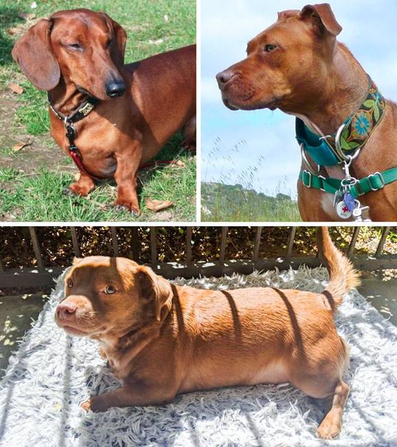 Tacskó + pitbull