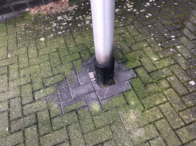 Úgy tűnik, hogy a kutyavizelet megakadályozza a mohanövekedést.