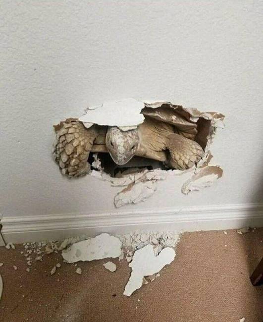„Napok óta furcsa zajt hallottam a falban, ma ez jött ki belőle...”