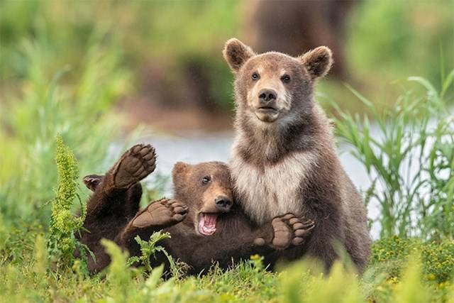 Kihirdették a Comedy Wildlife fotópályázat döntőseit, és ez a 30 állat biztos, hogy Téged is meg fog nevettetni